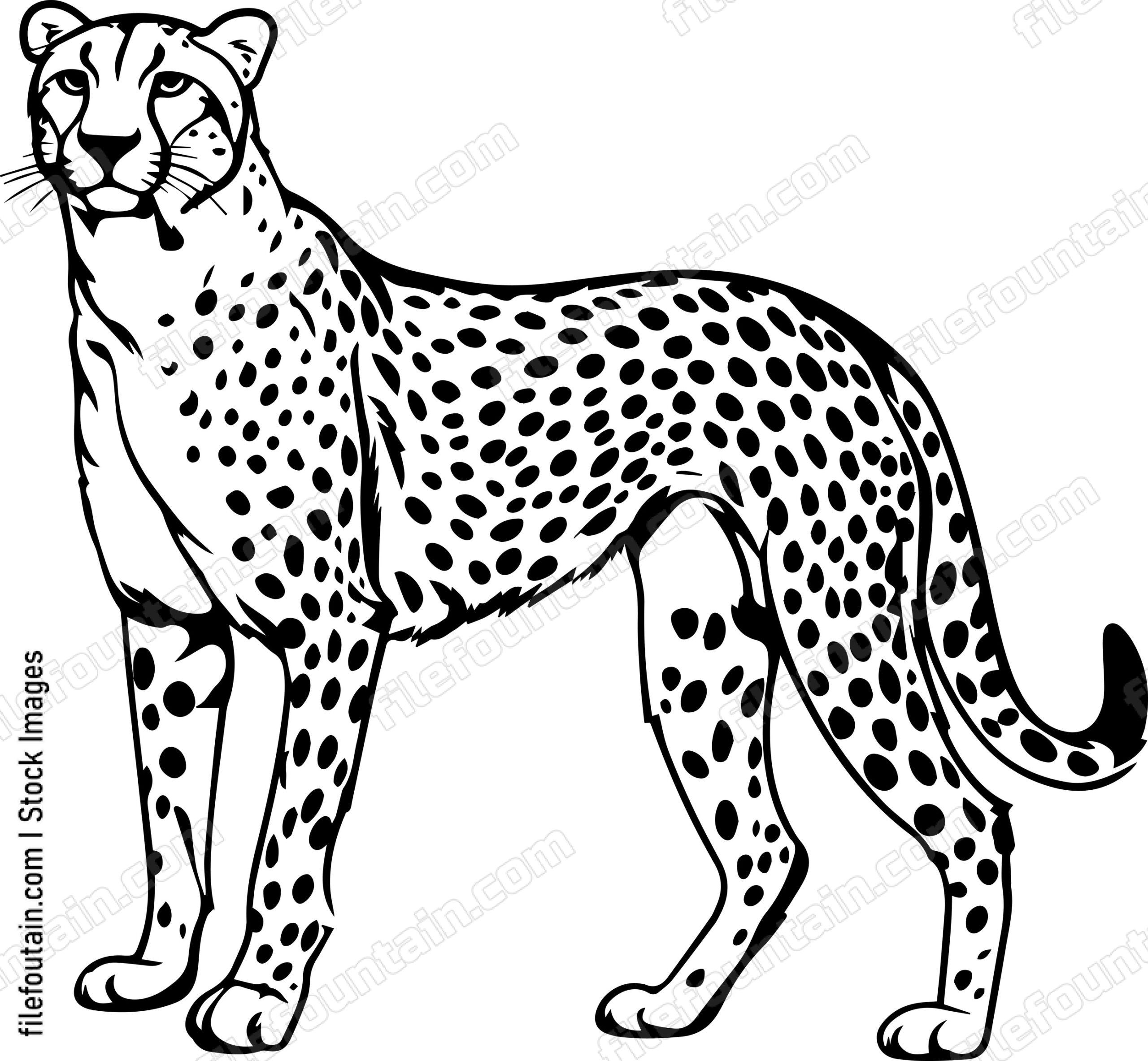 Cheetah