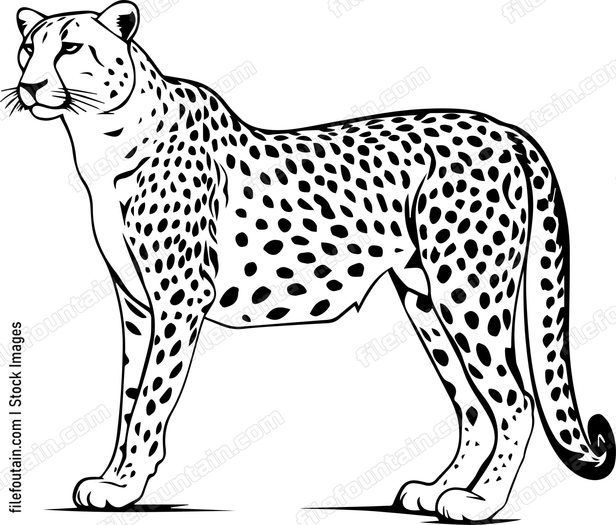 Cheetah