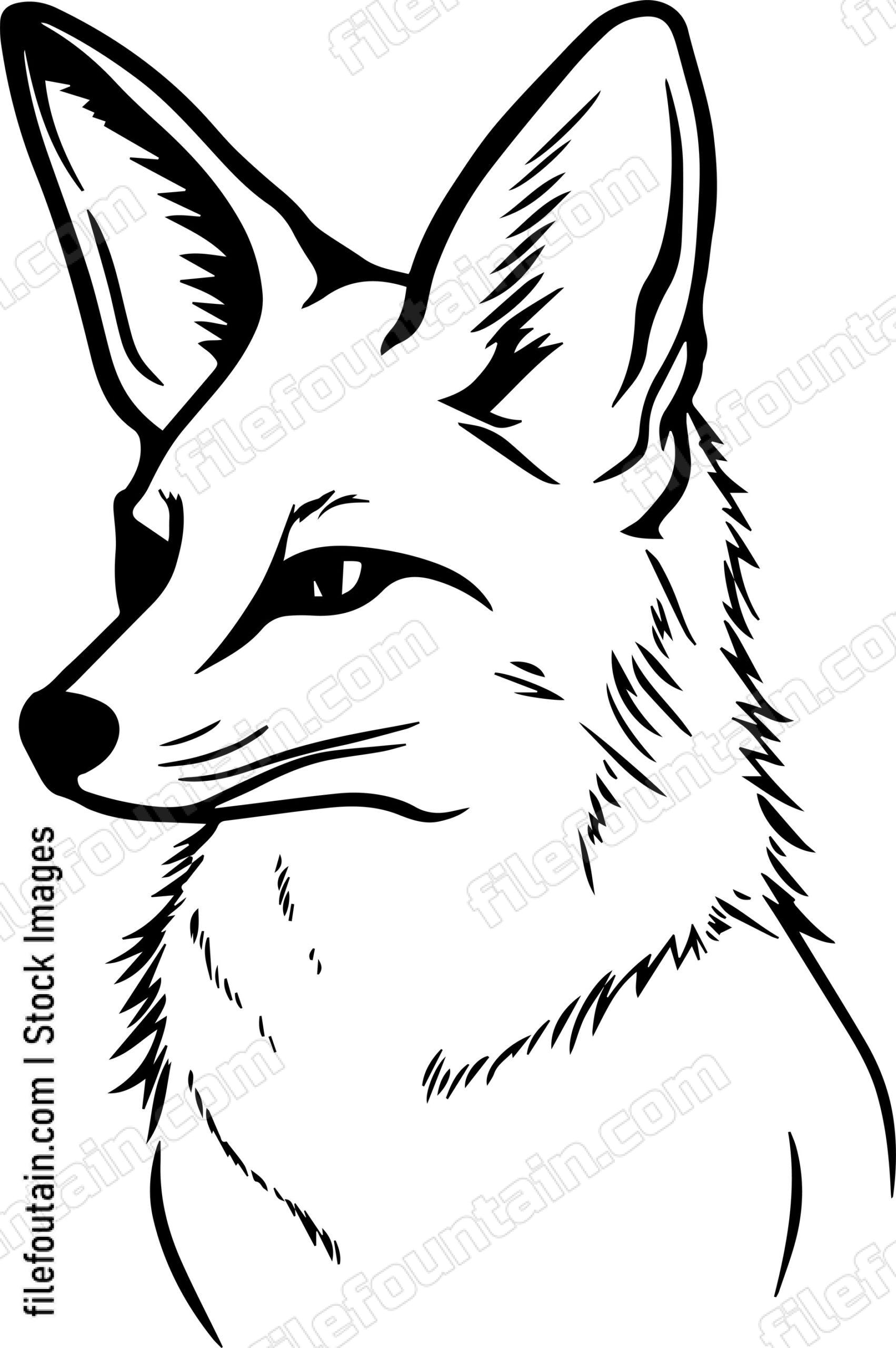 Coyote