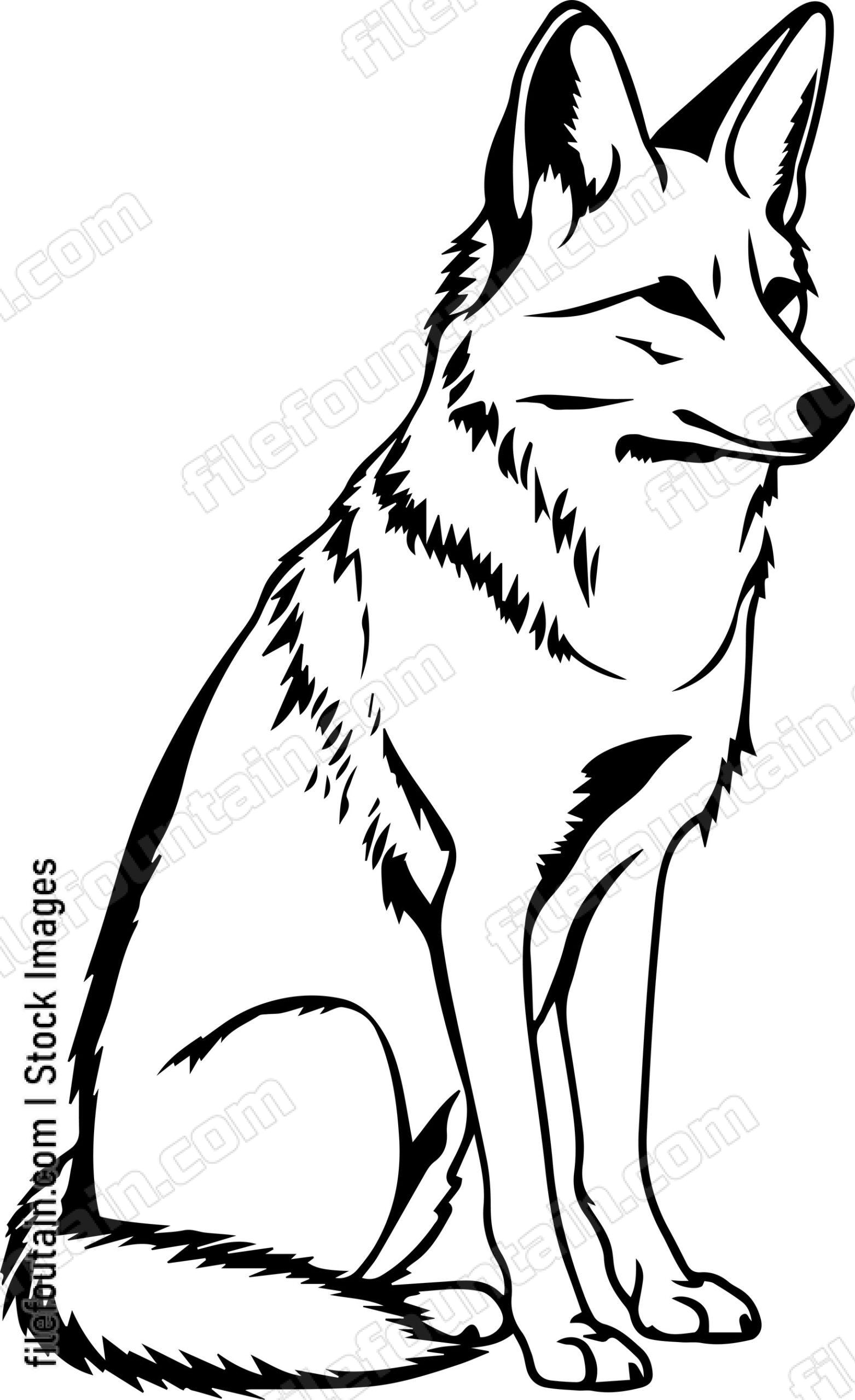 Coyote