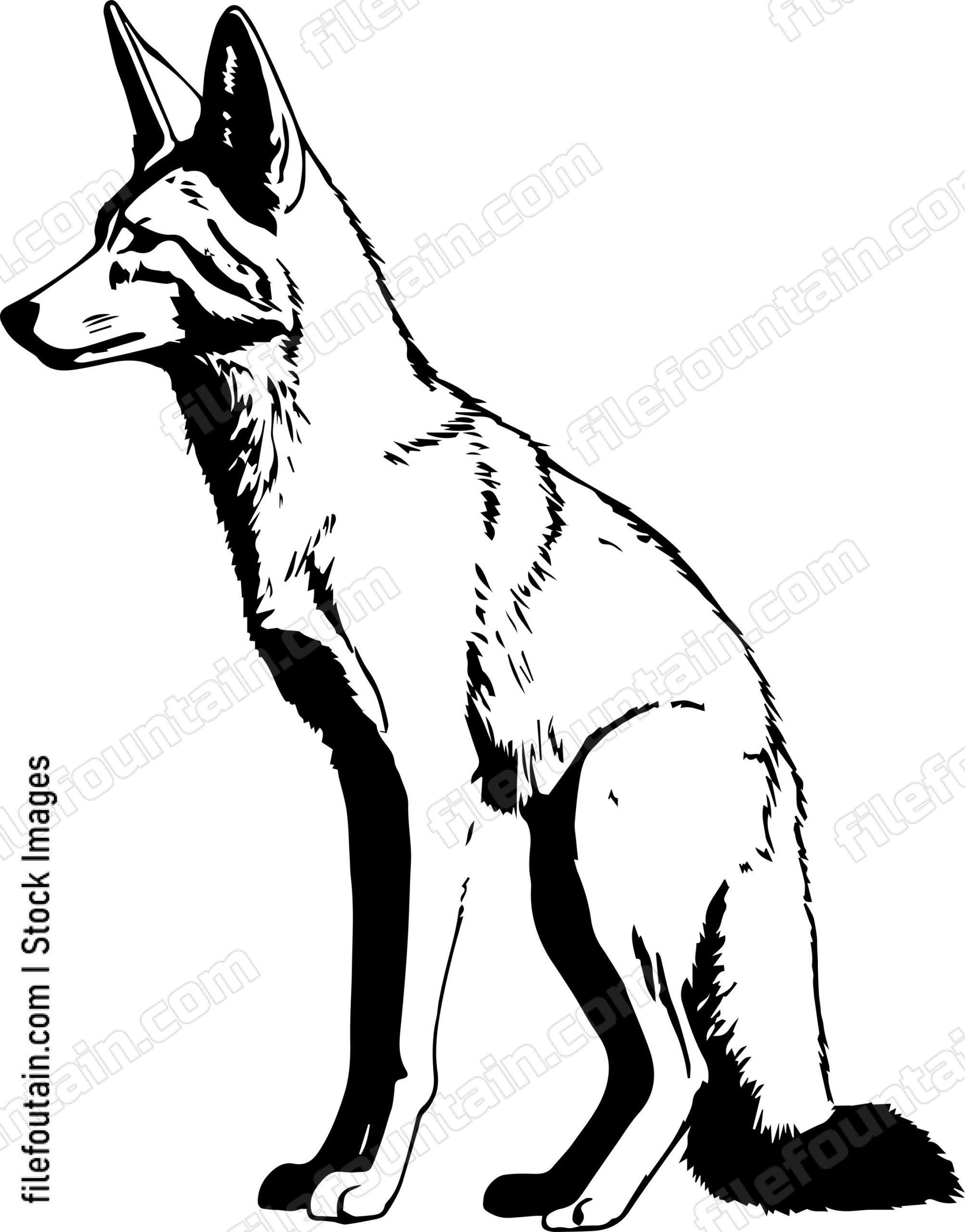 Coyote