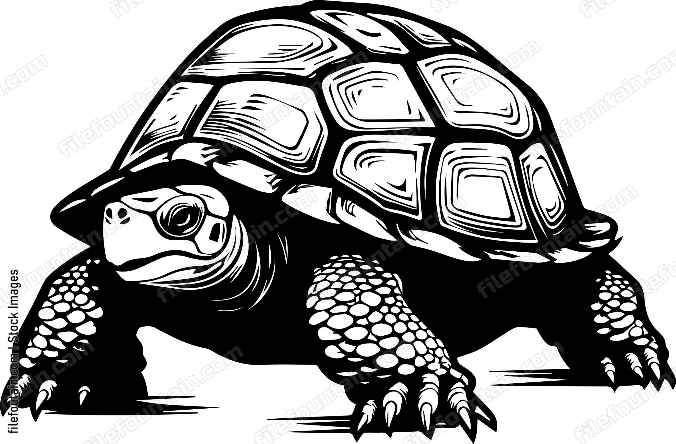 Giant Turtoise