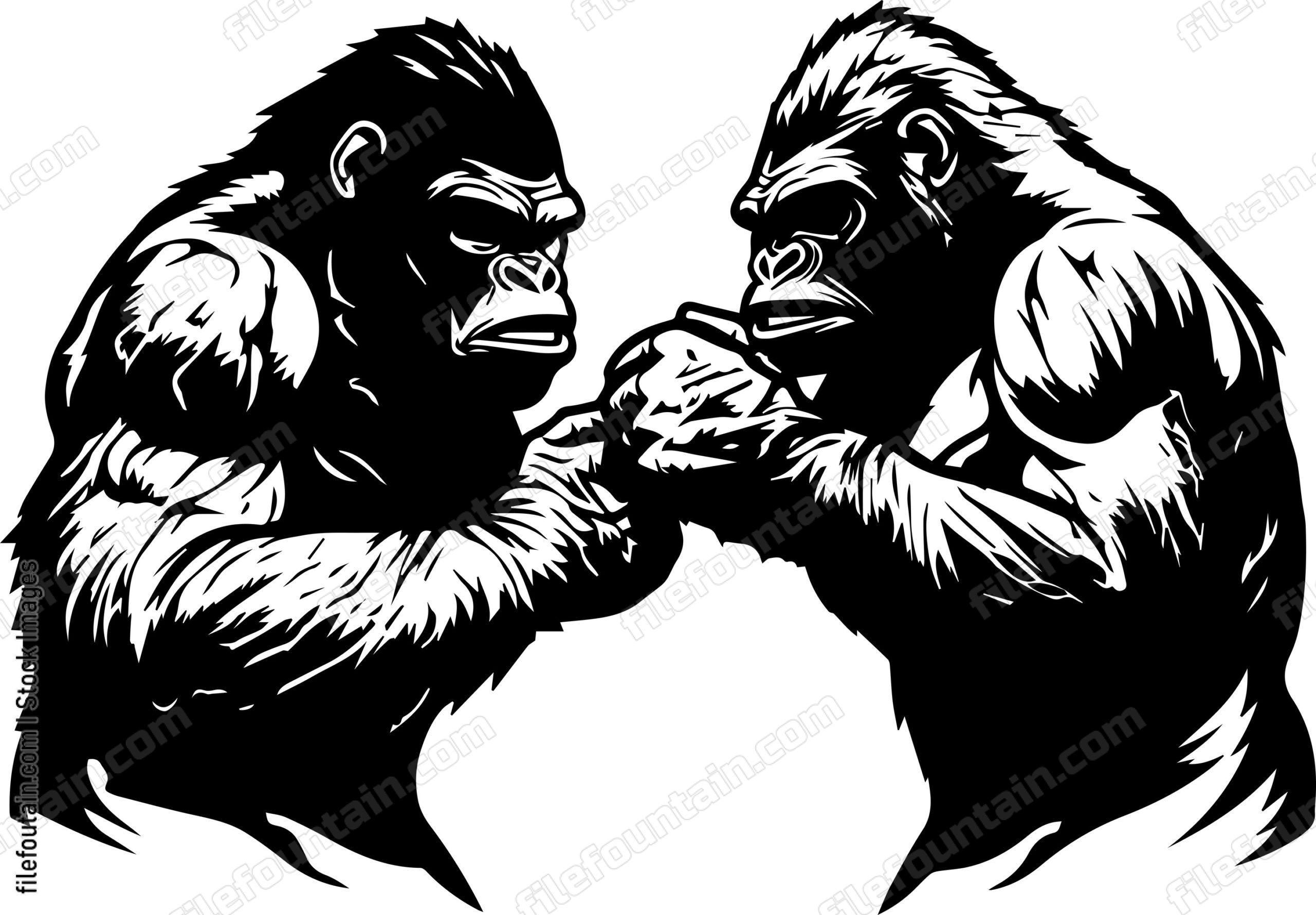 Gorillas Fighting
