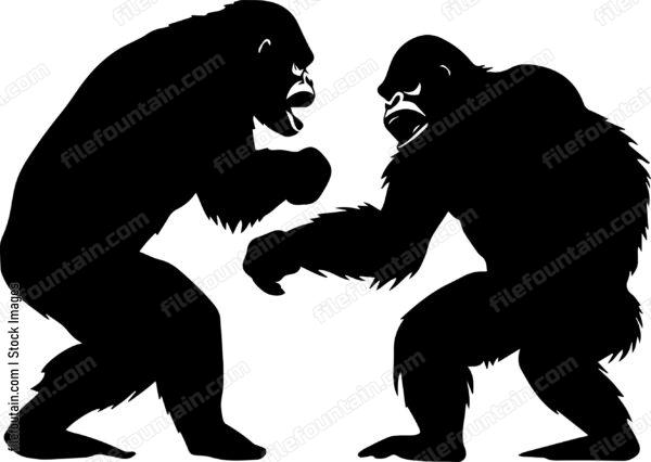 Gorillas Fighting