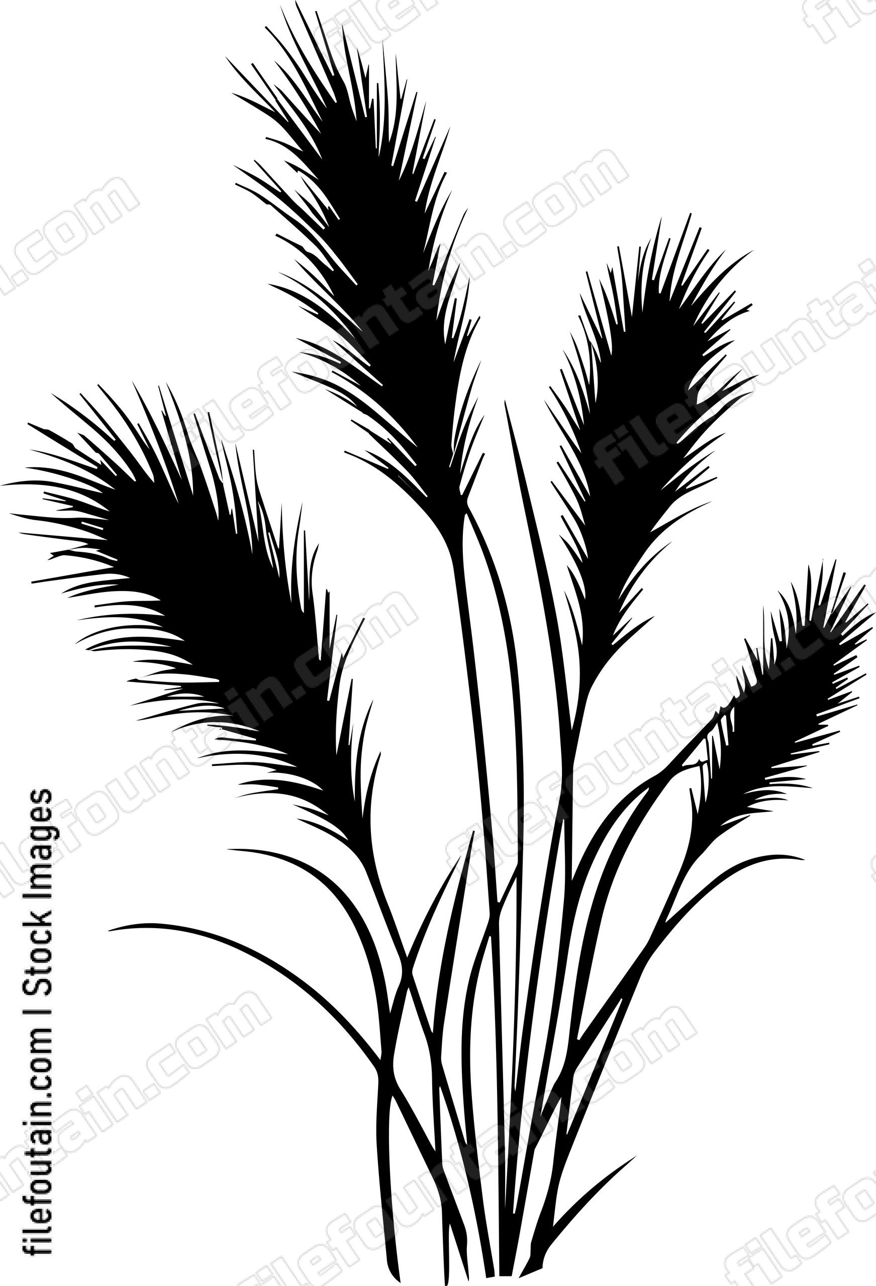 Pampas Grass
