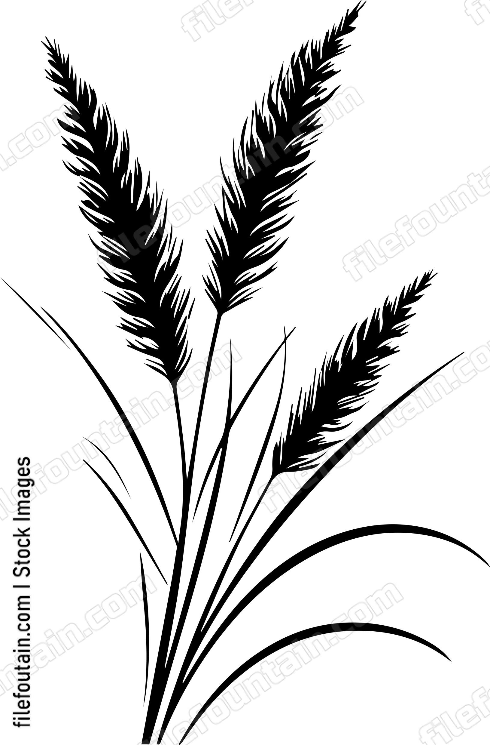 Pampas Grass