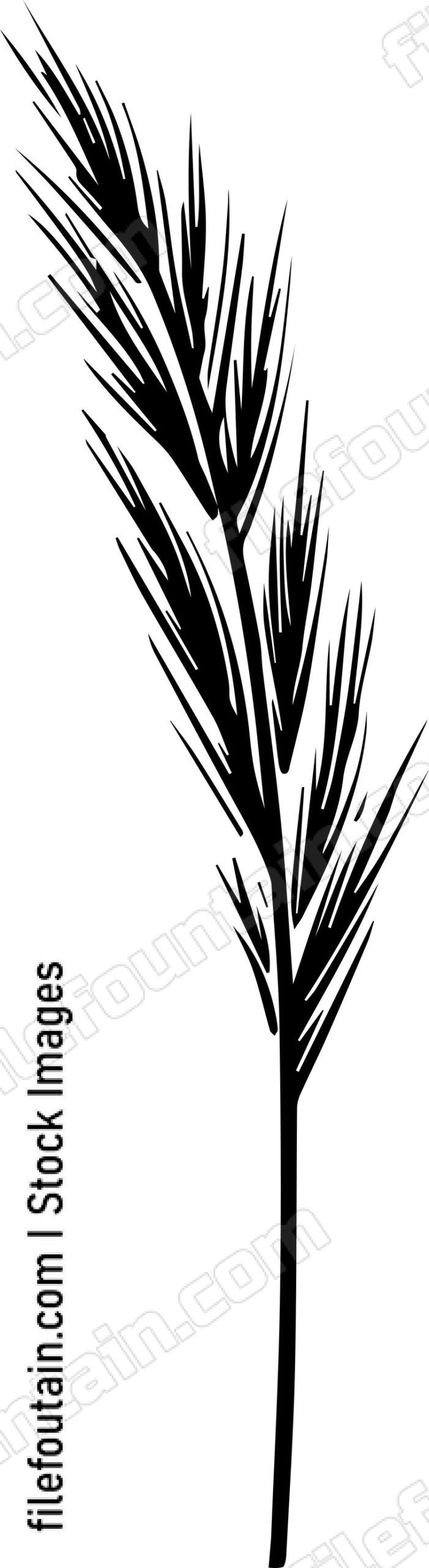 Pampas Grass