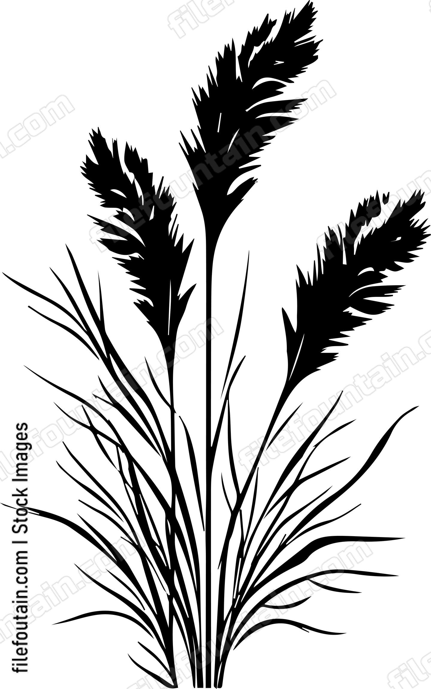Pampas Grass