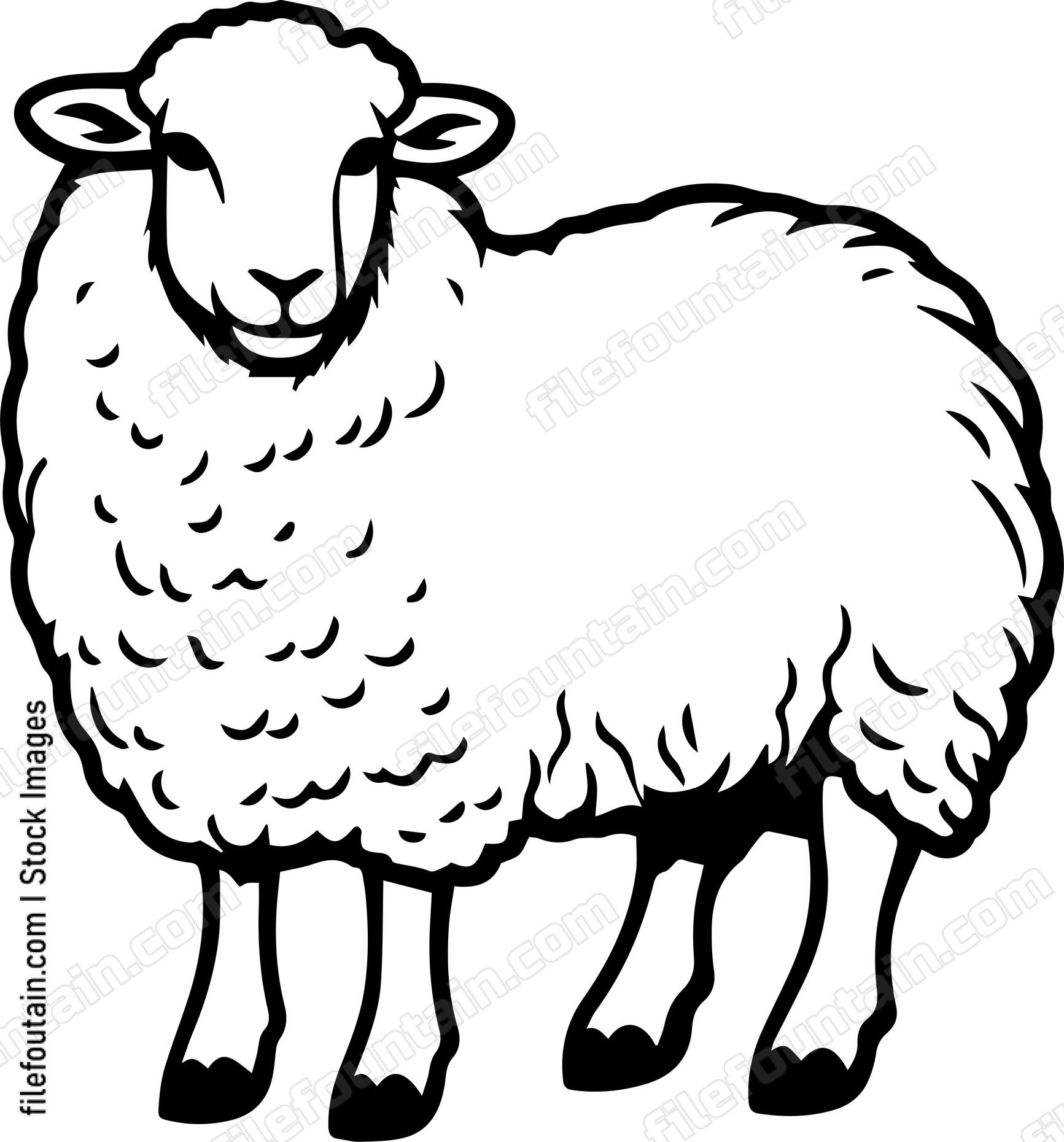 Sheep