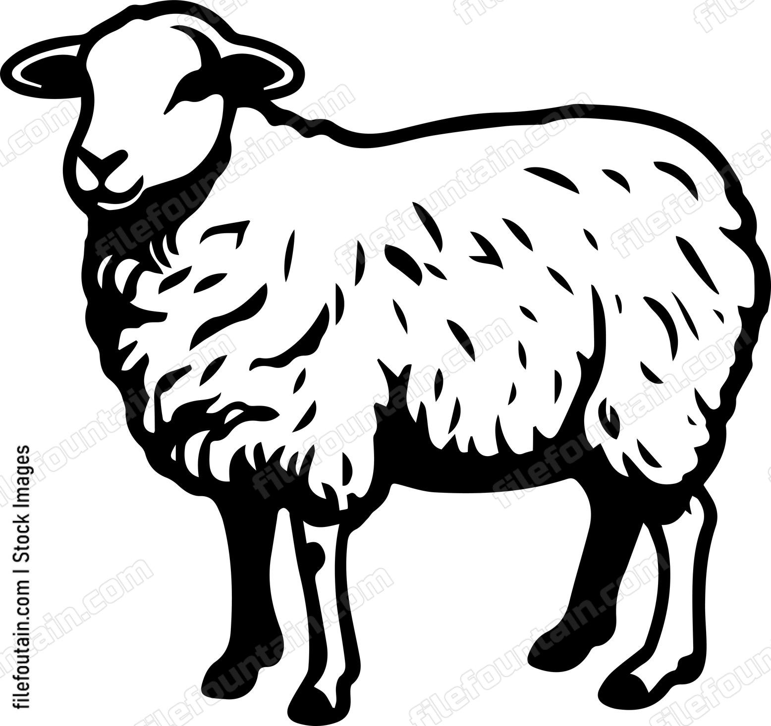 Sheep