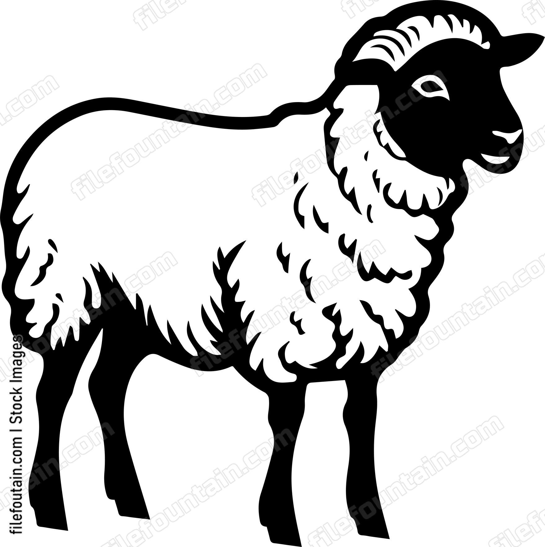 Sheep