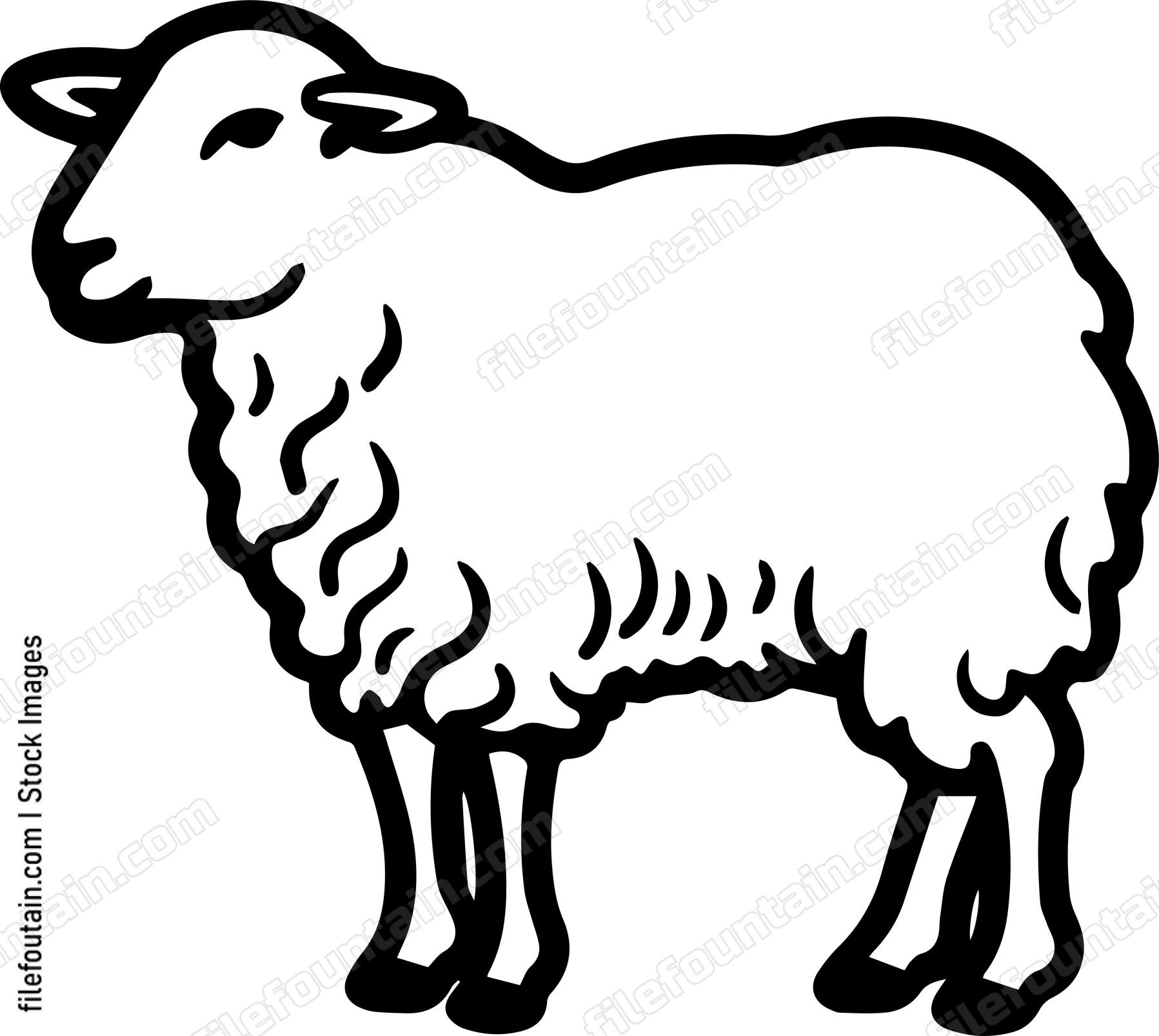 Sheep
