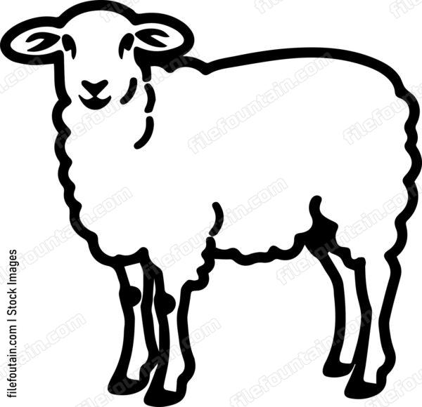 Sheep