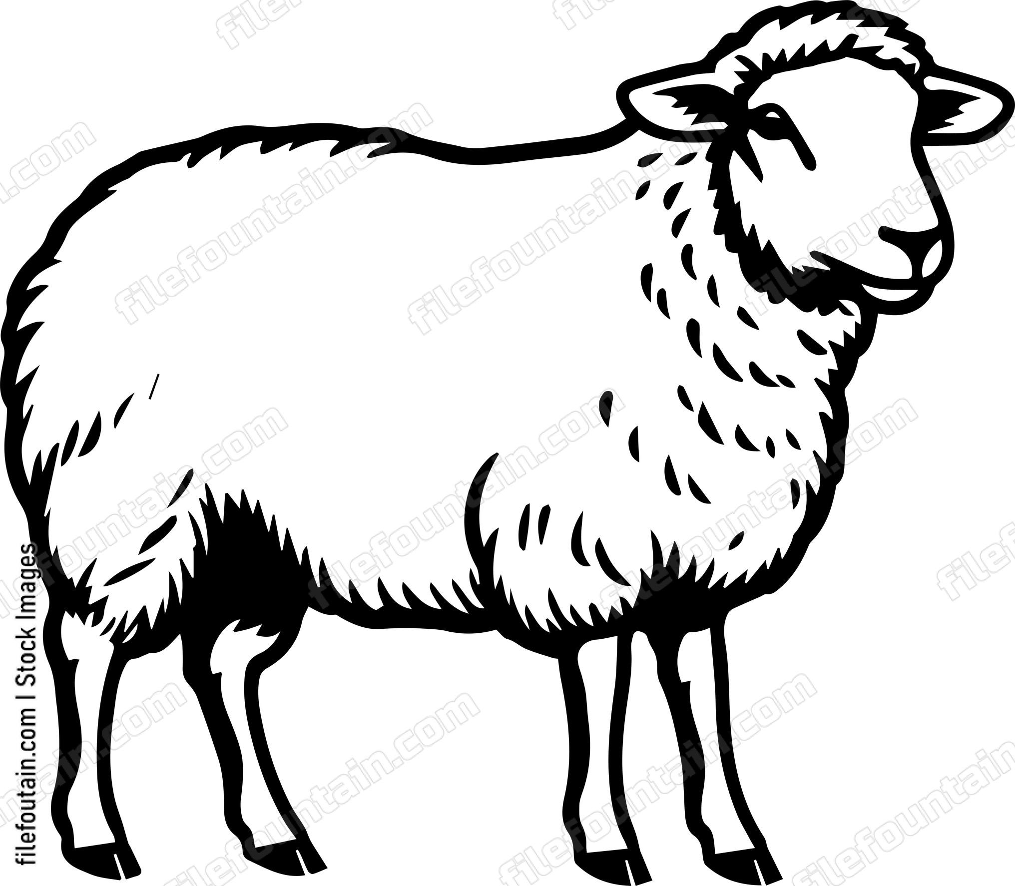 Sheep