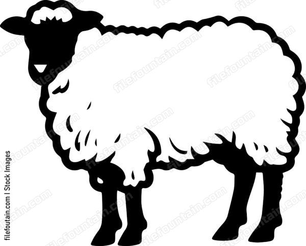 Sheep