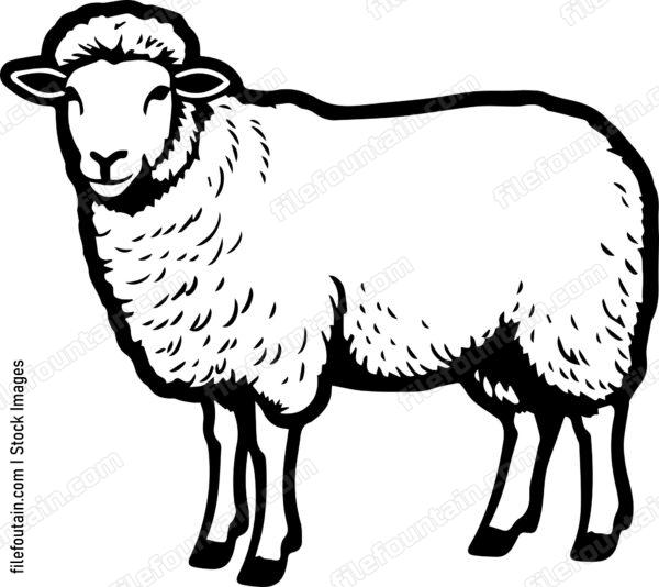Sheep