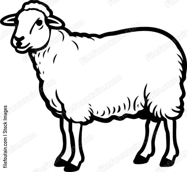 Sheep