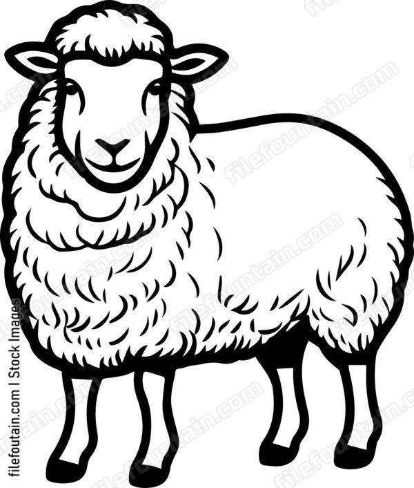 Sheep