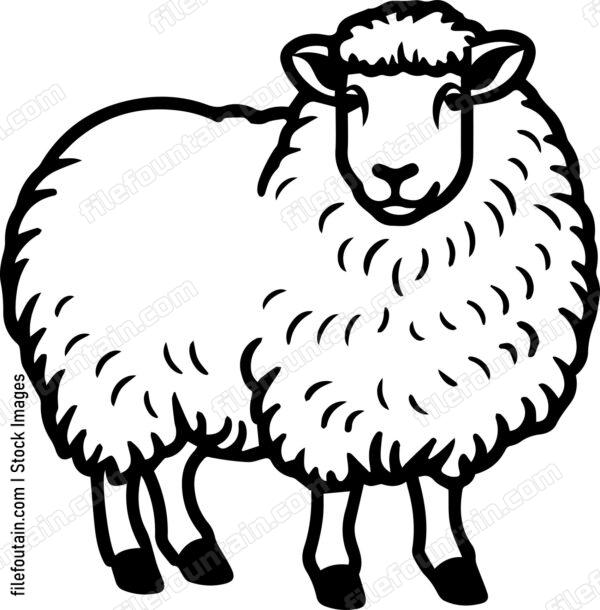Sheep
