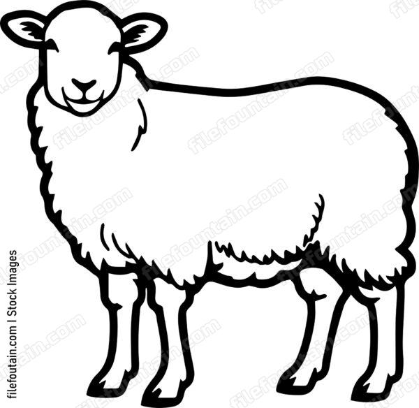 Sheep