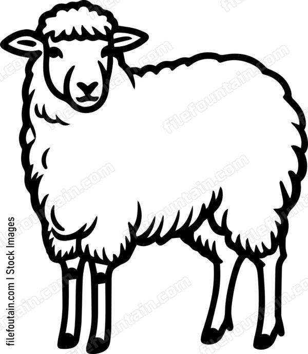 Sheep