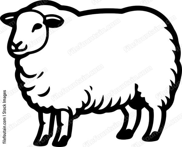Sheep