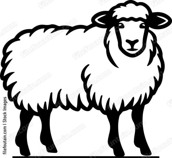 Sheep