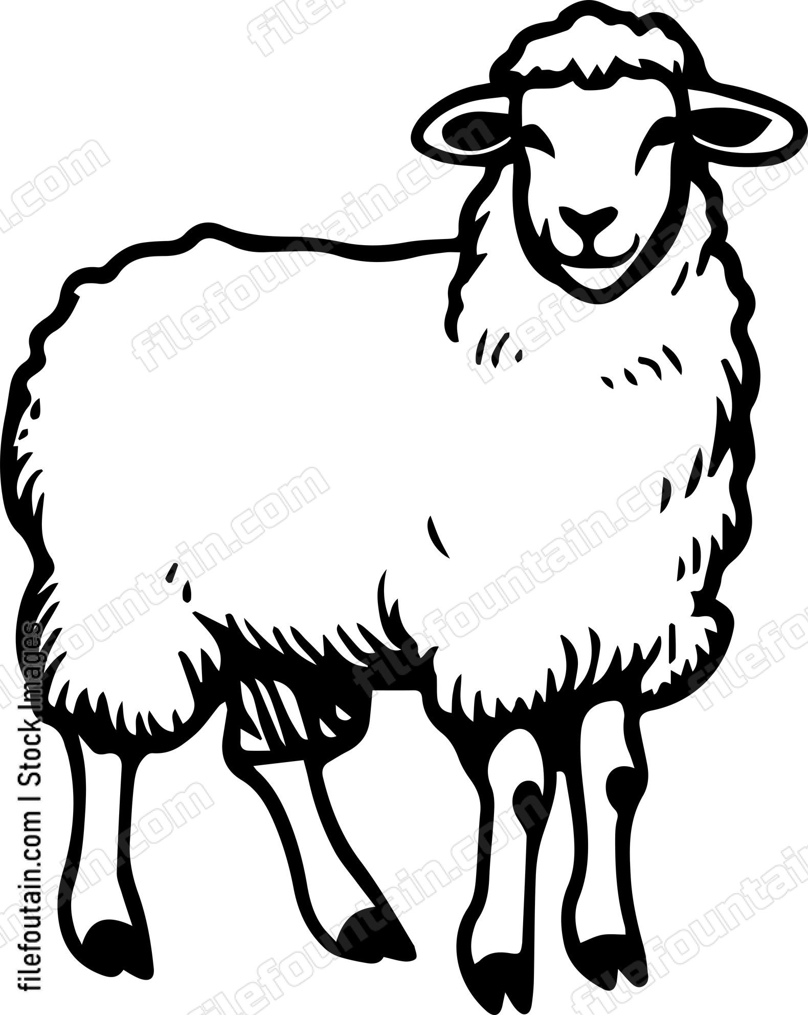 Sheep
