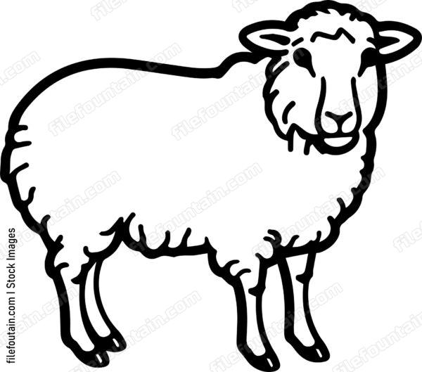 Sheep