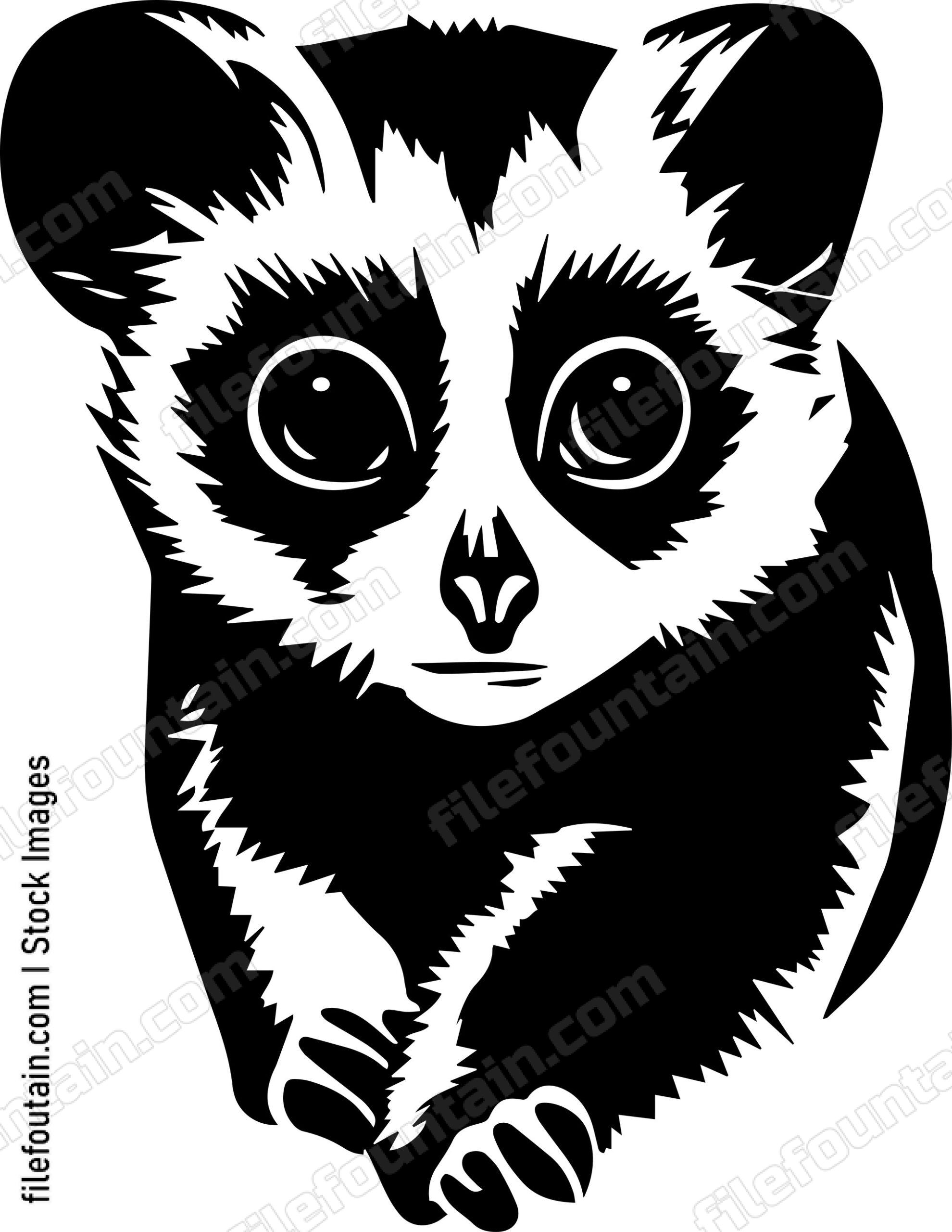 Slow Loris