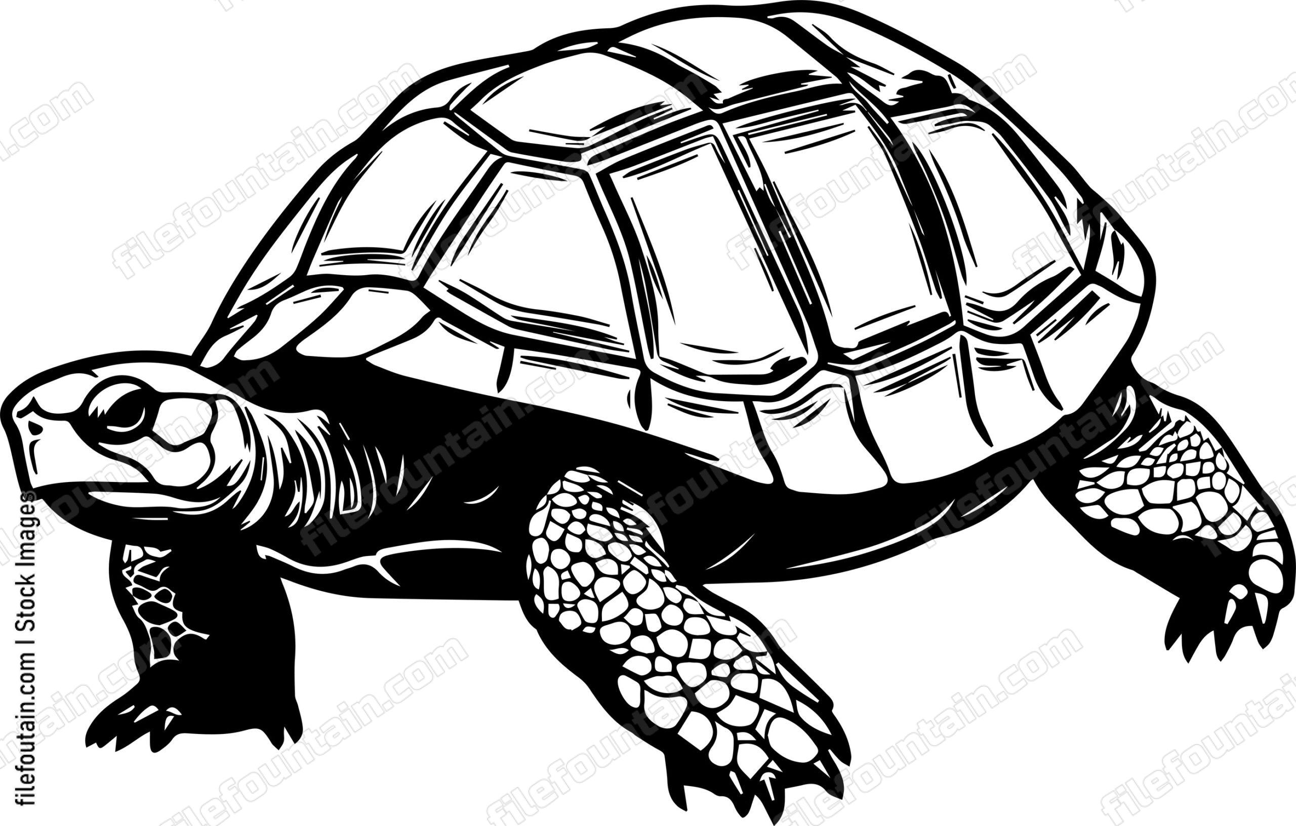 Turtle