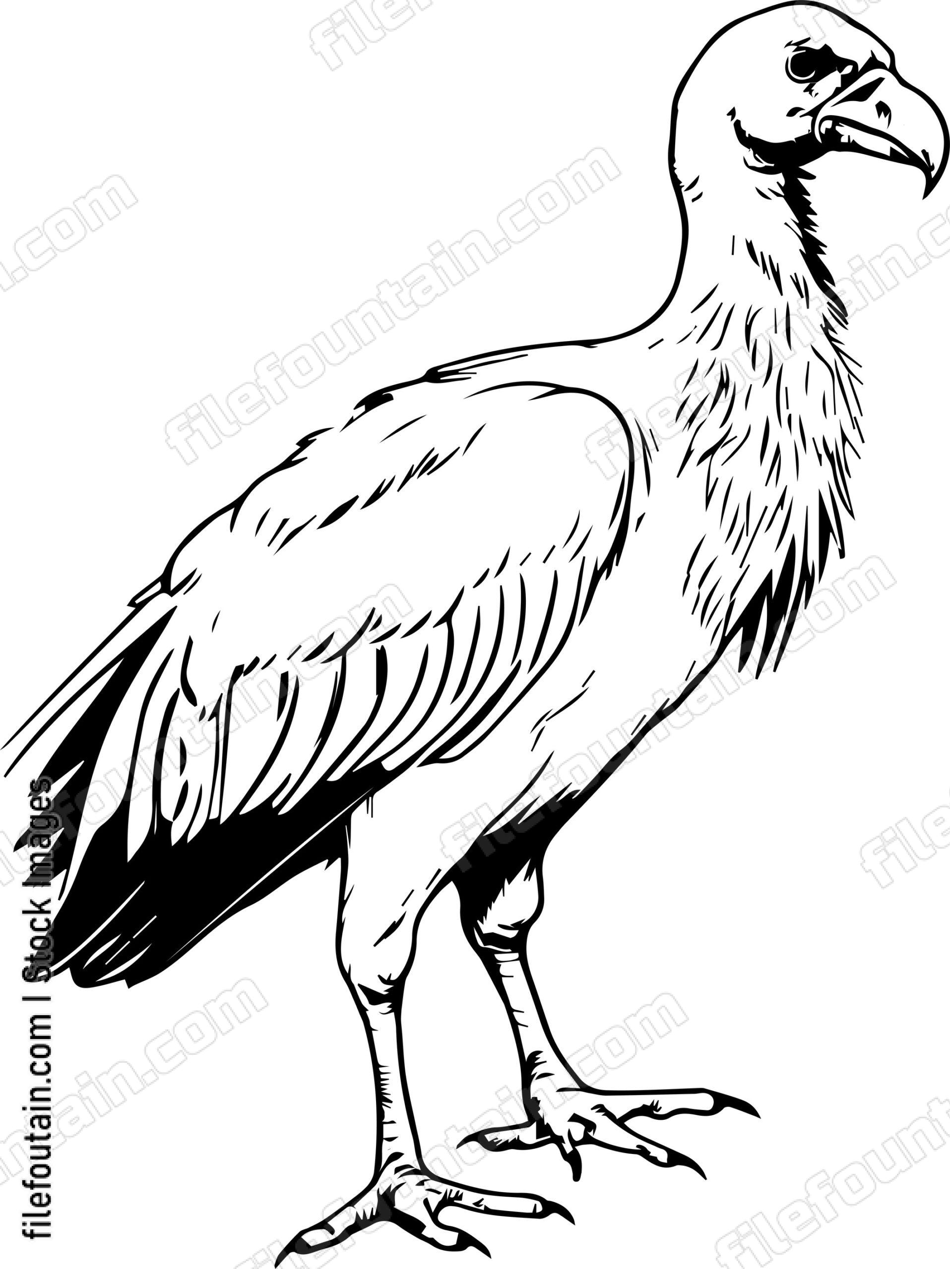 Vulture