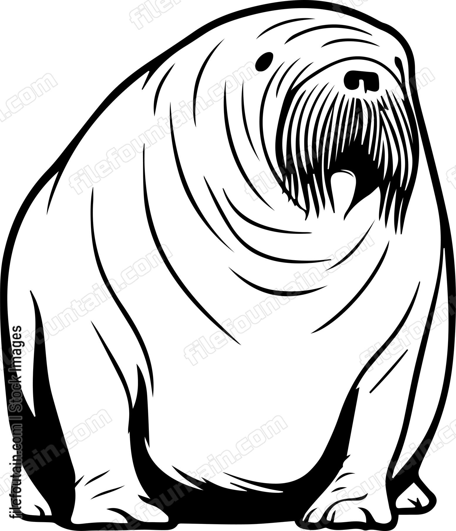 Walrus