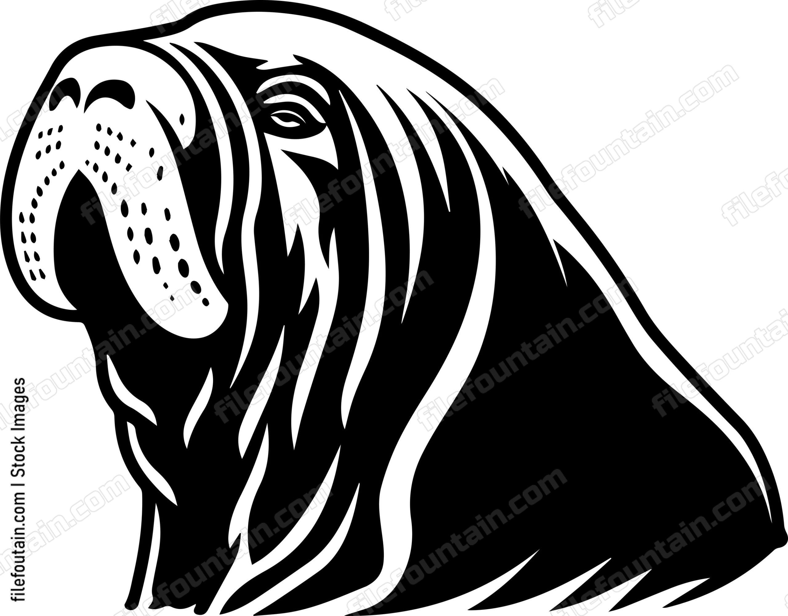 Walrus