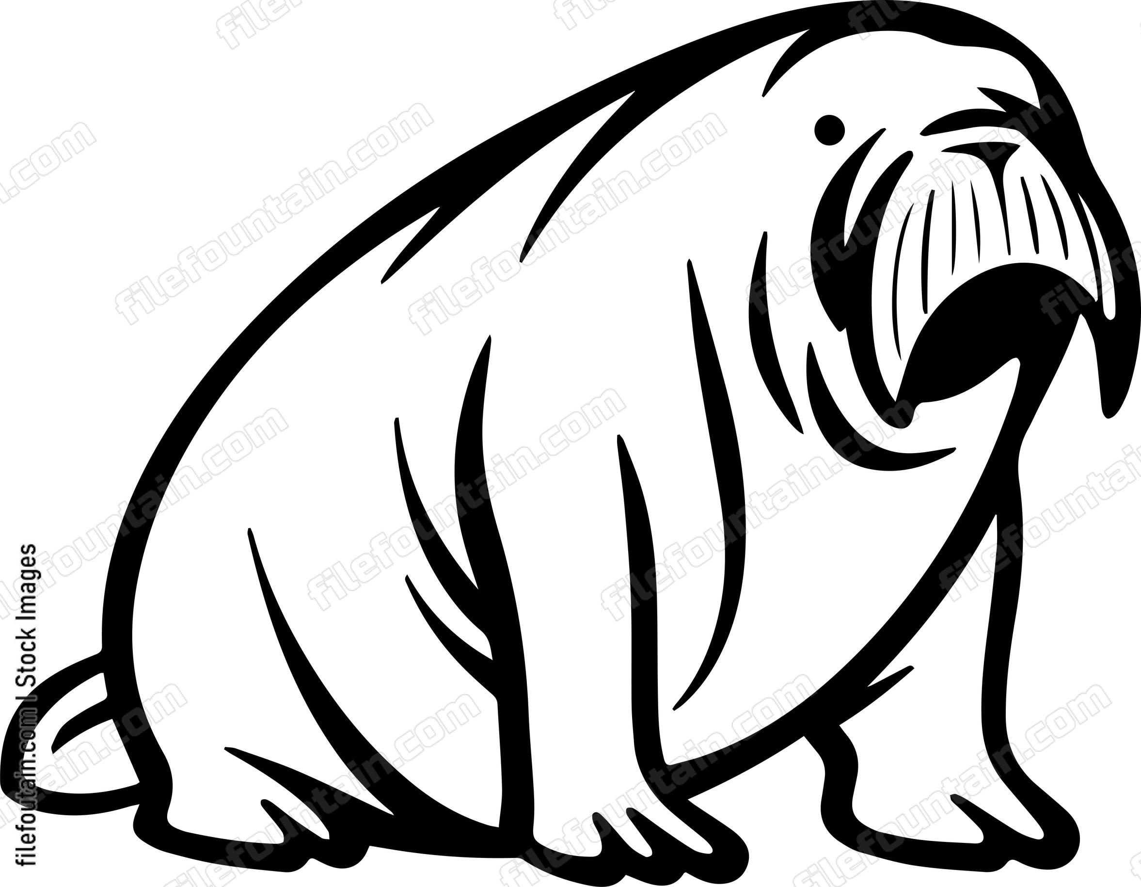 Walrus