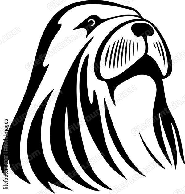 Walrus