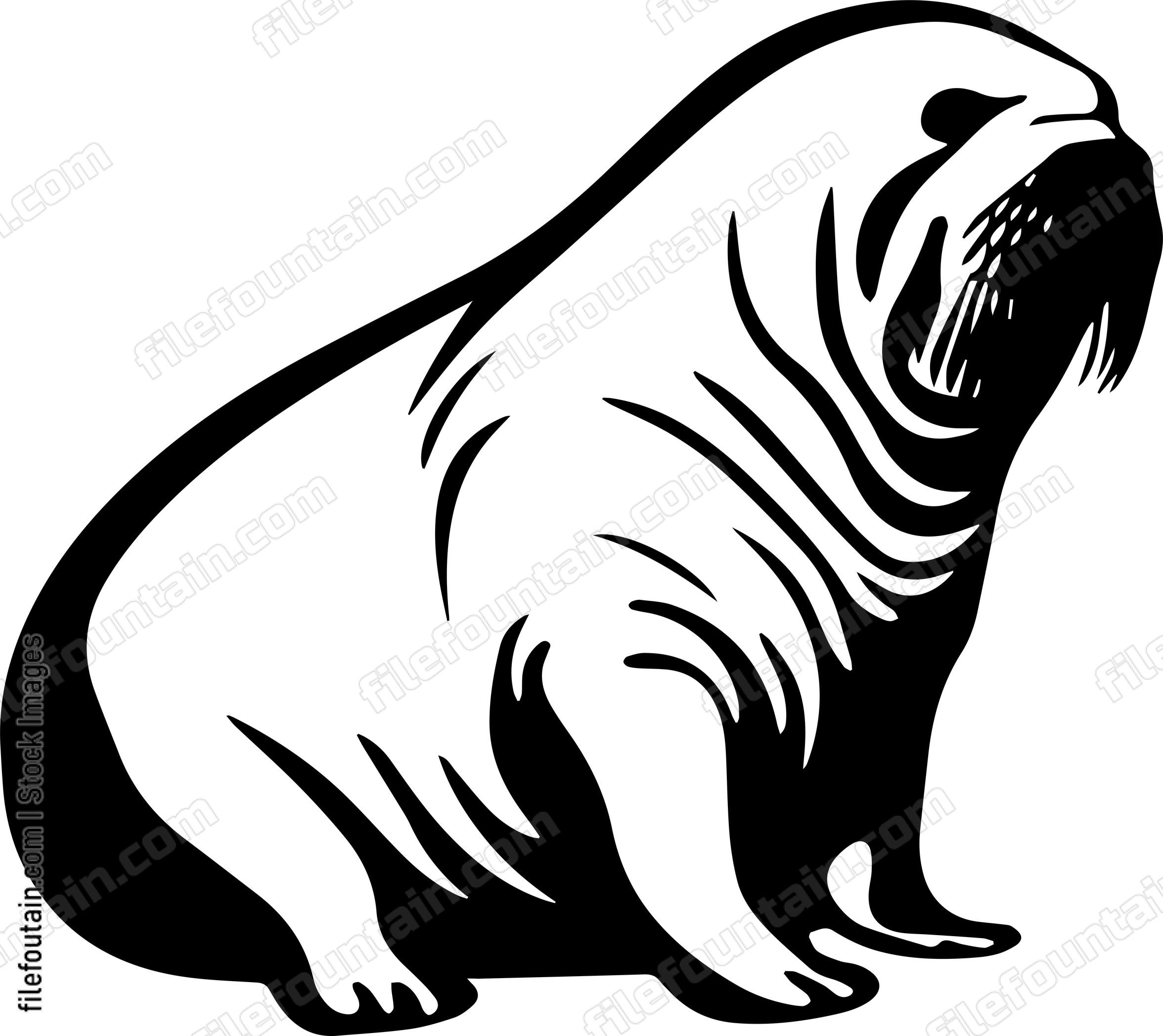Walrus
