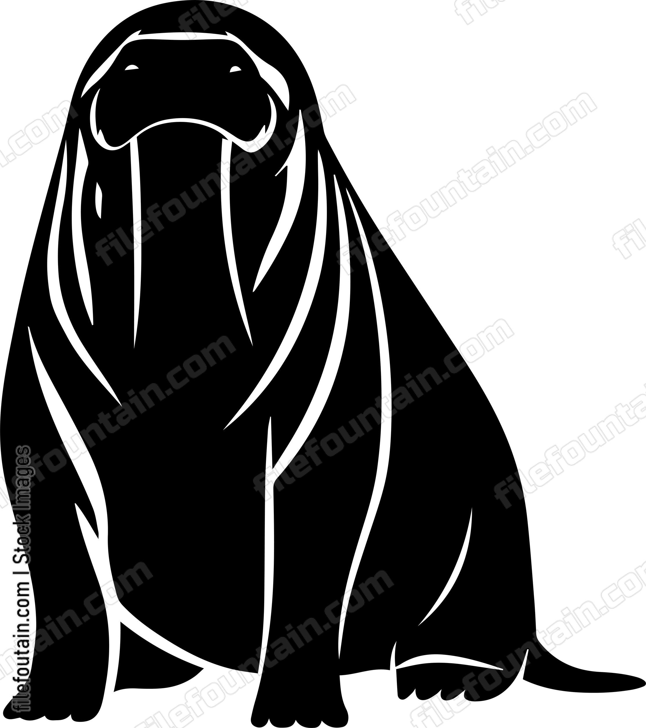 Walrus