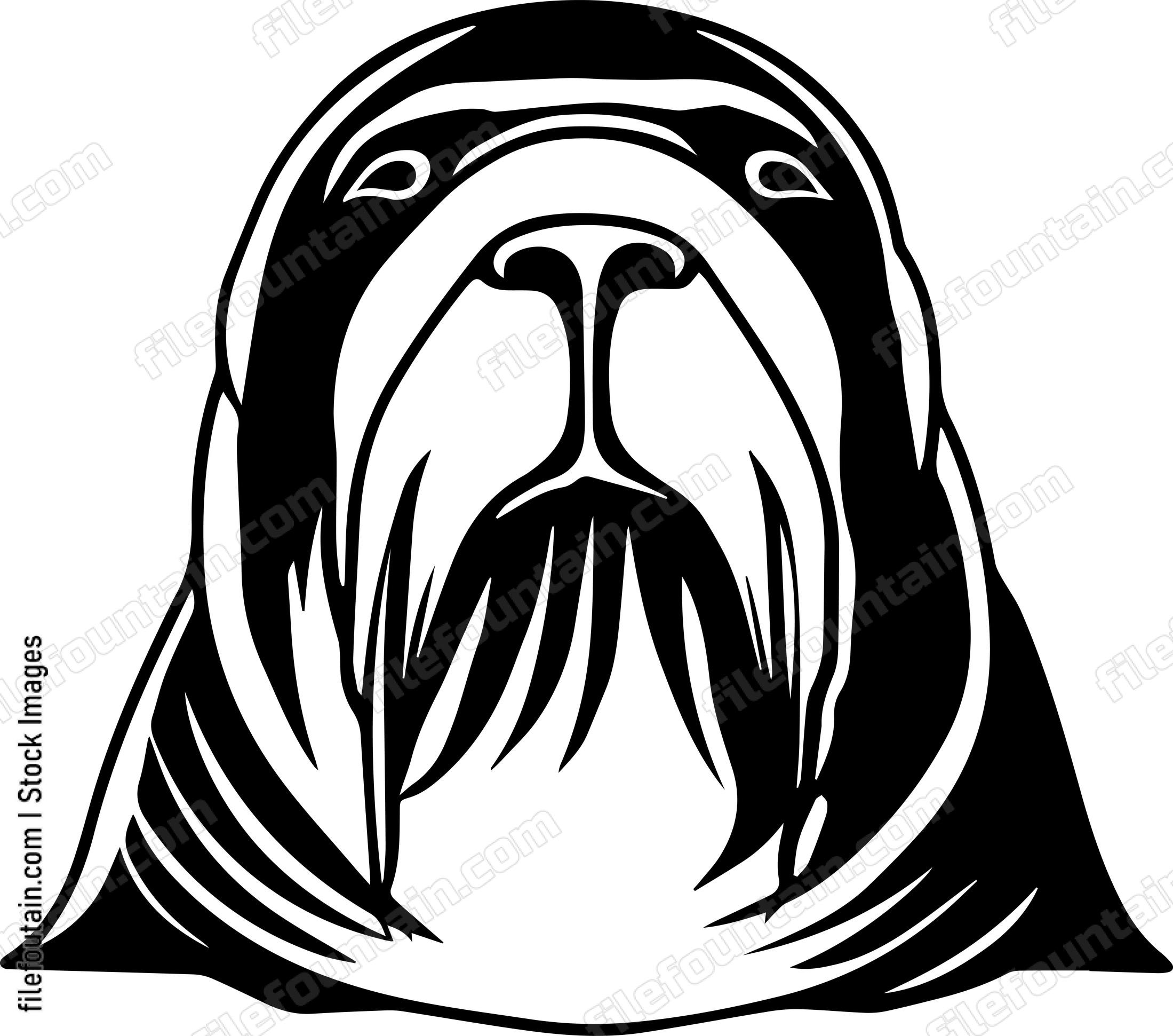 Walrus