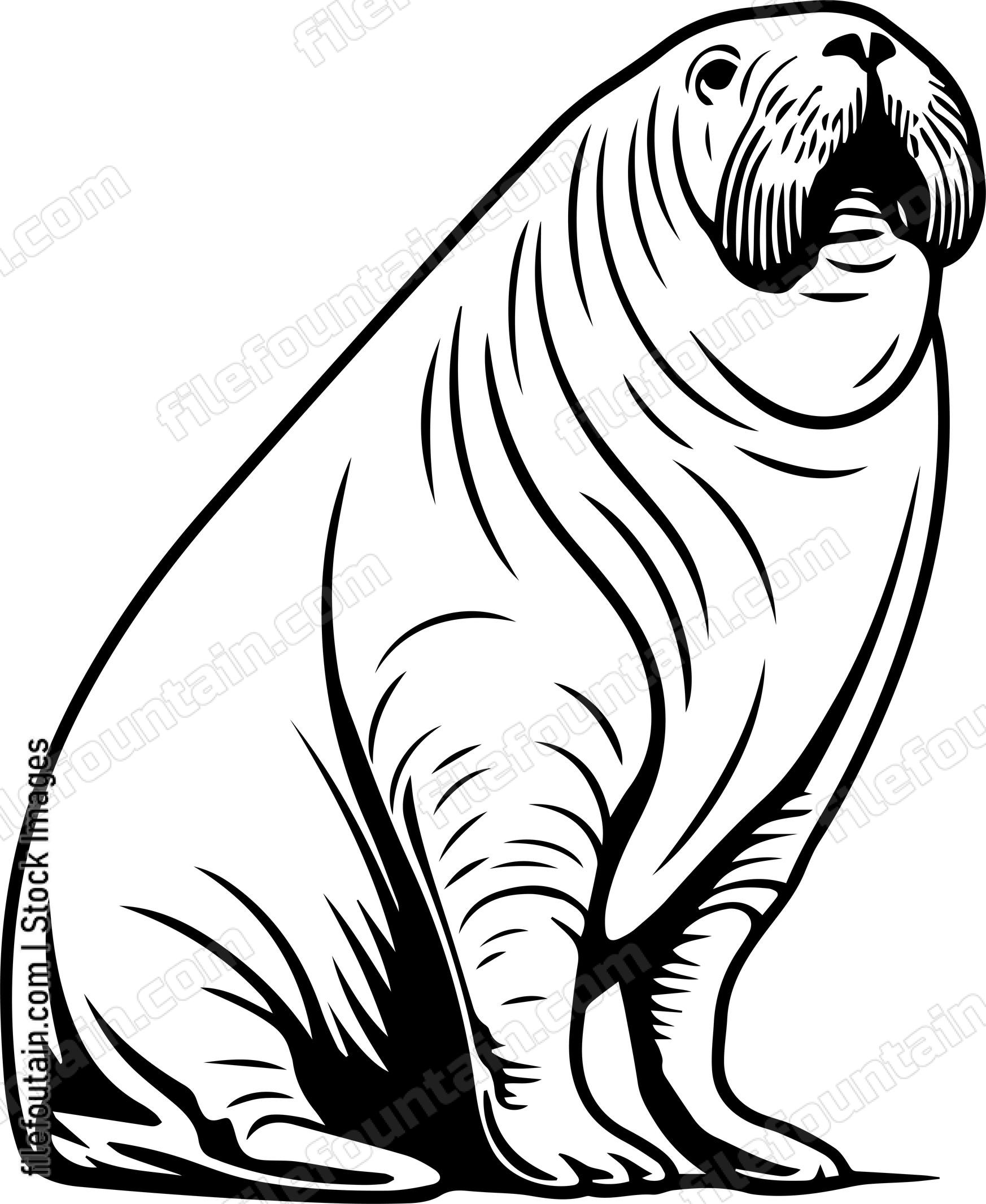 Walrus