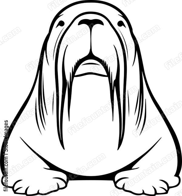 Walrus