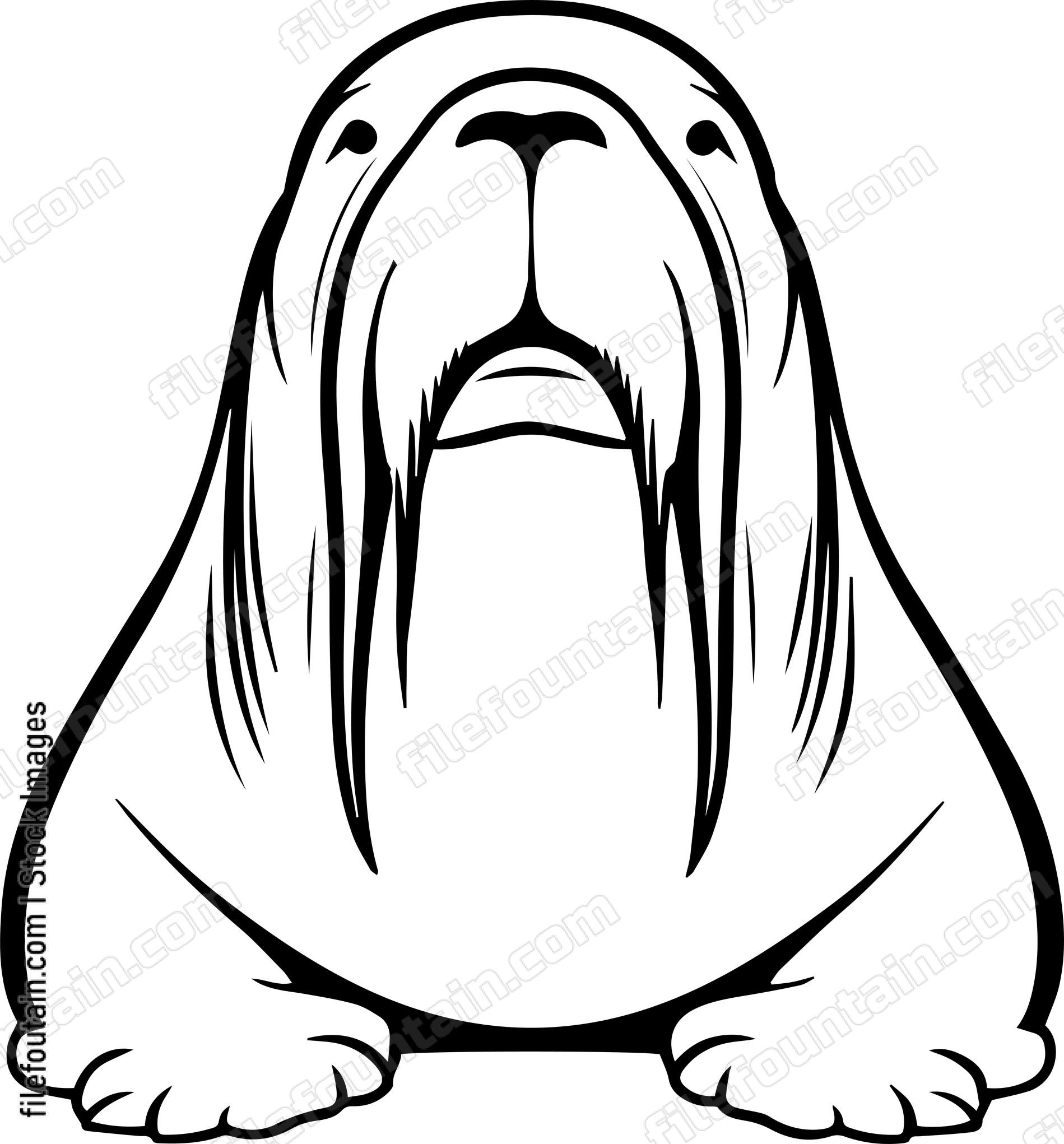 Walrus