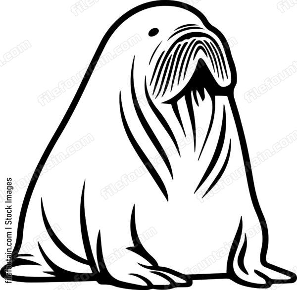 Walrus