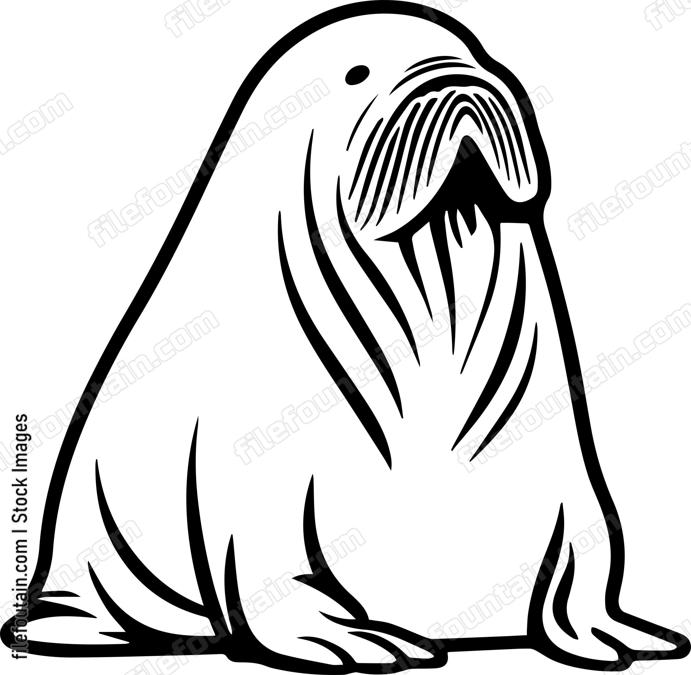 Walrus
