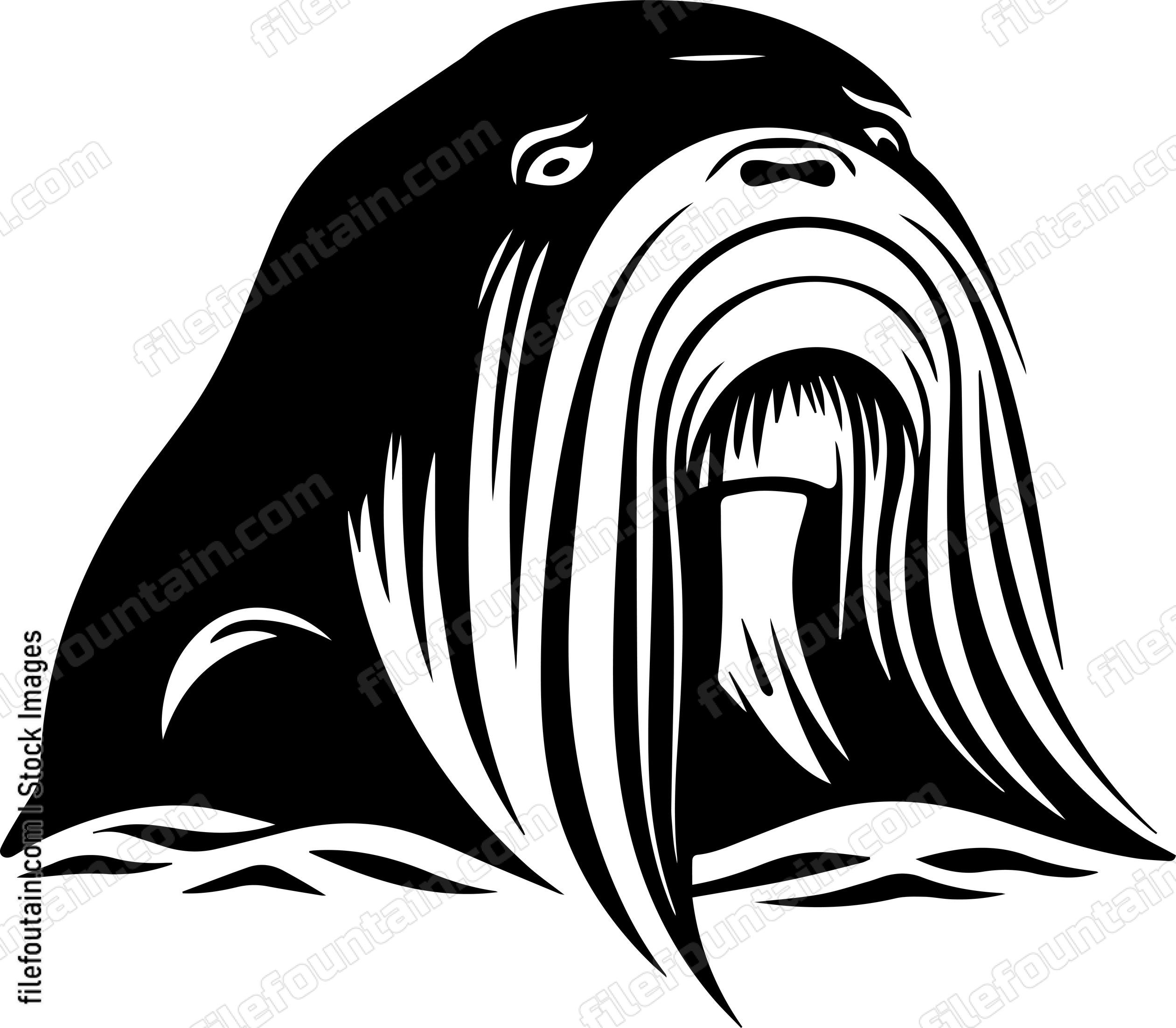 Walrus