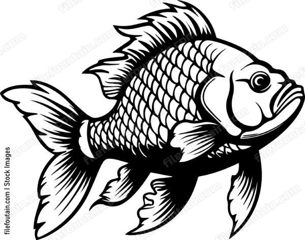 Carp
