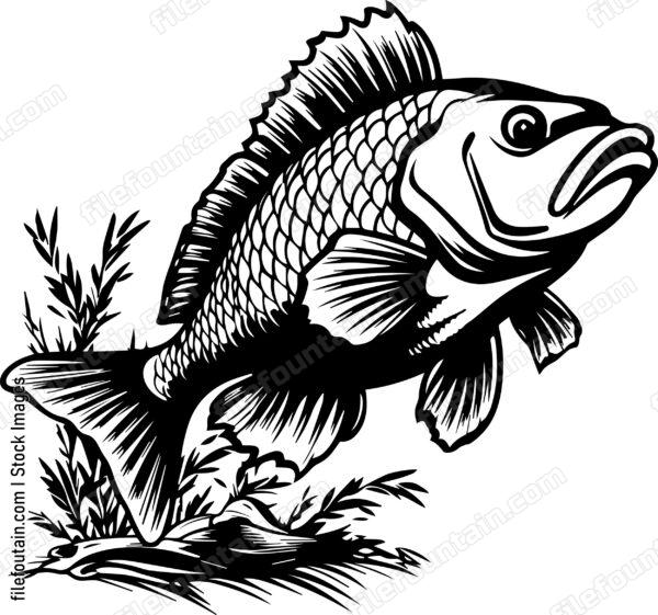 Carp