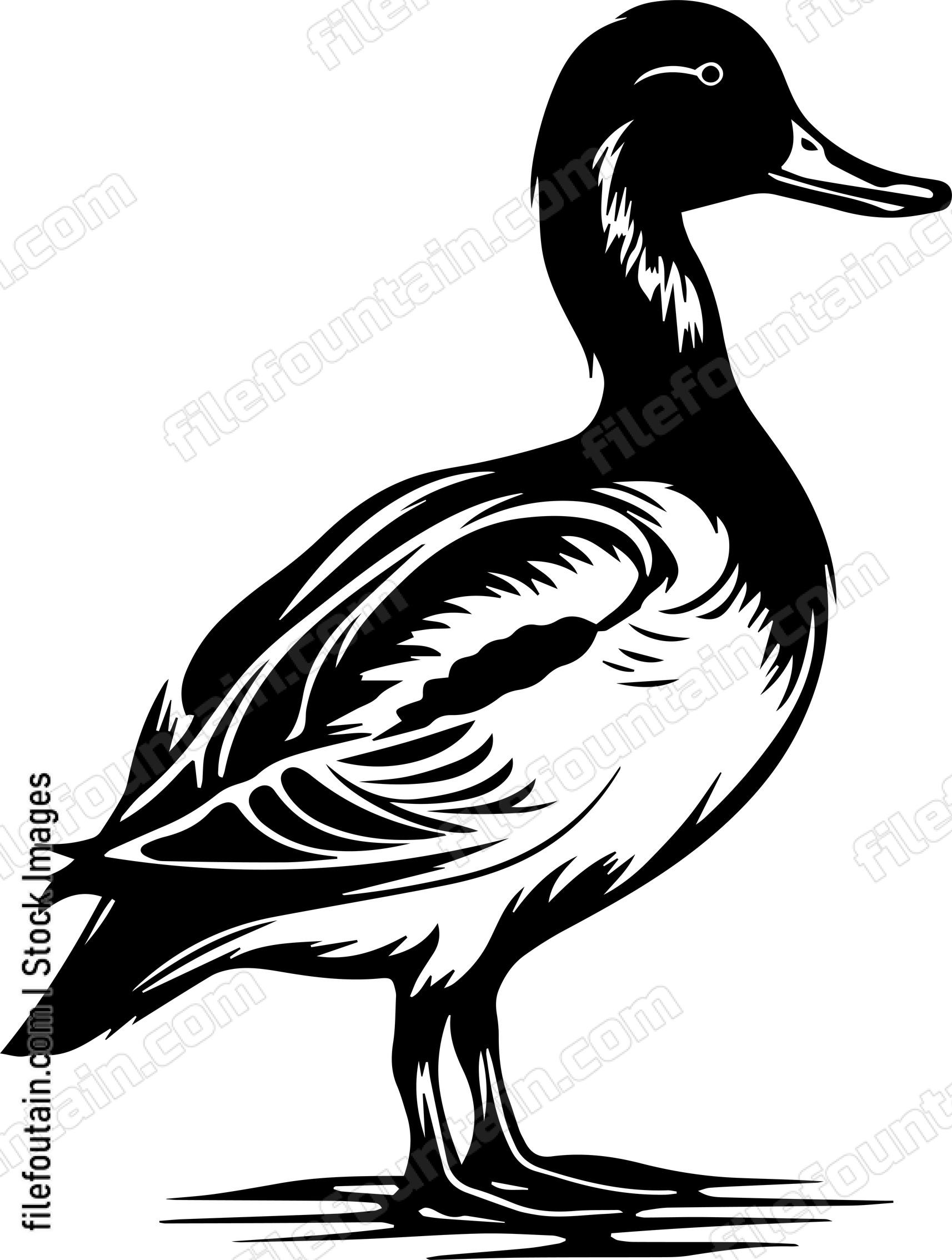 Duck