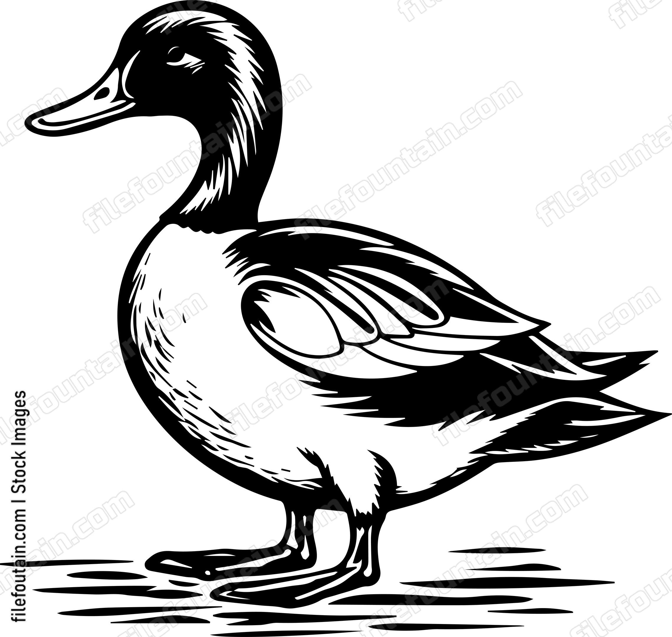 Duck