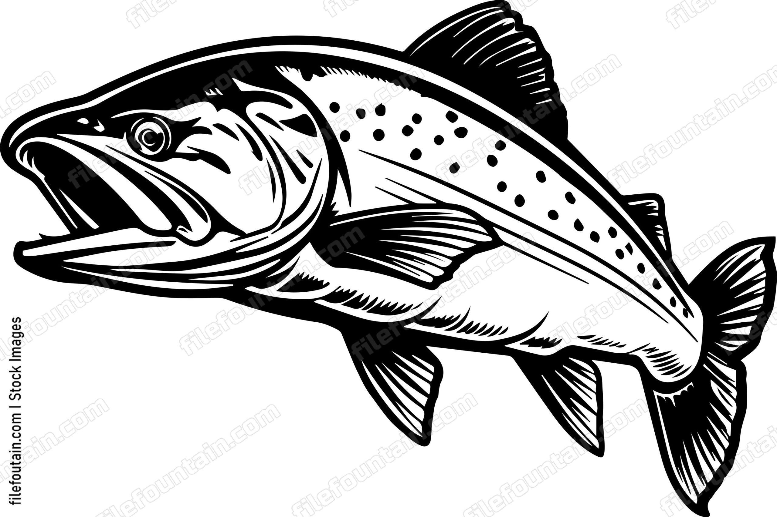 Salmon